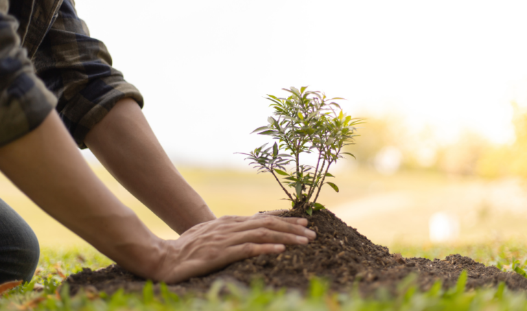 TREE PLANTING CAMPAIGN